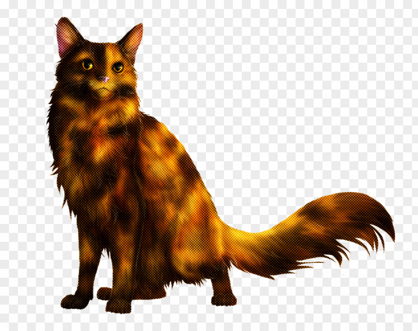 American Bobtail Maine Coon Cat Small To Medium-sized Cats Somali Tail Whiskers PNG