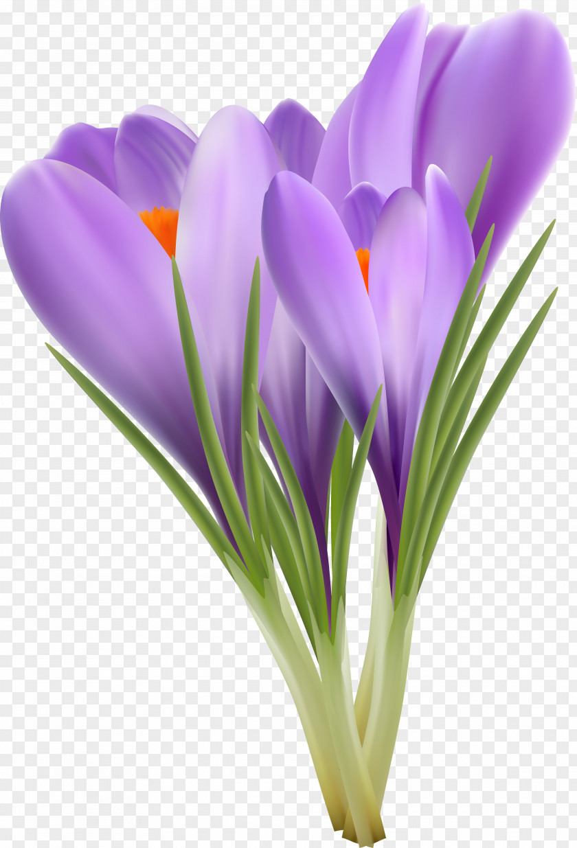 Crocus Flowering Plant Violet Lilac PNG