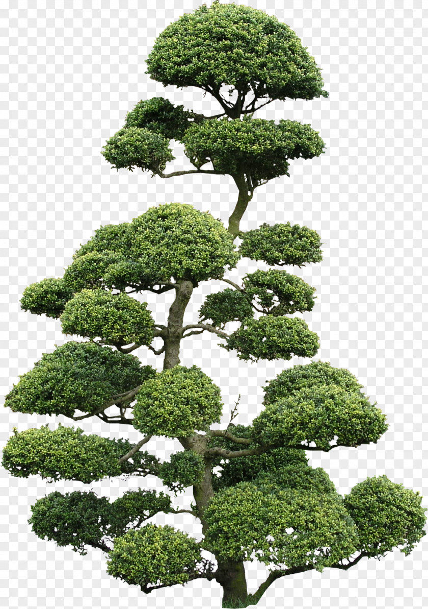 Flora Ilex Crenata Bonsai Cloud Tree Texture Mapping PNG