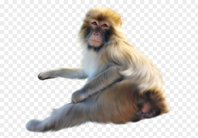 Old World Monkey Macaque Lion Drawing PNG