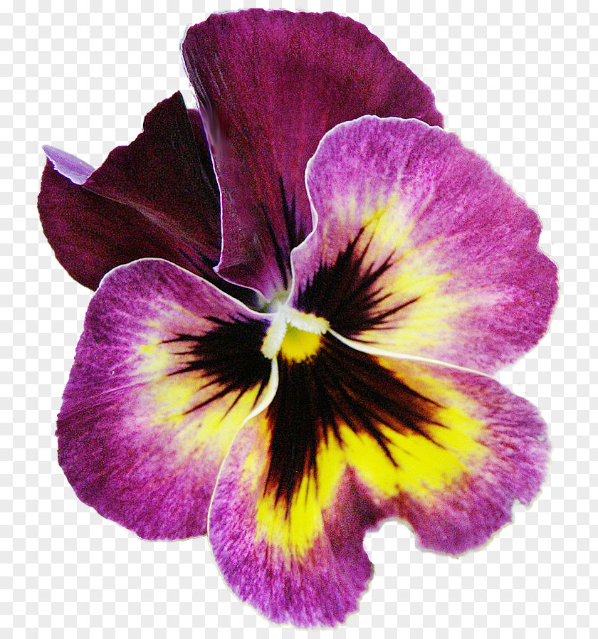 Pansy Flower Mother Petal Garden Roses PNG