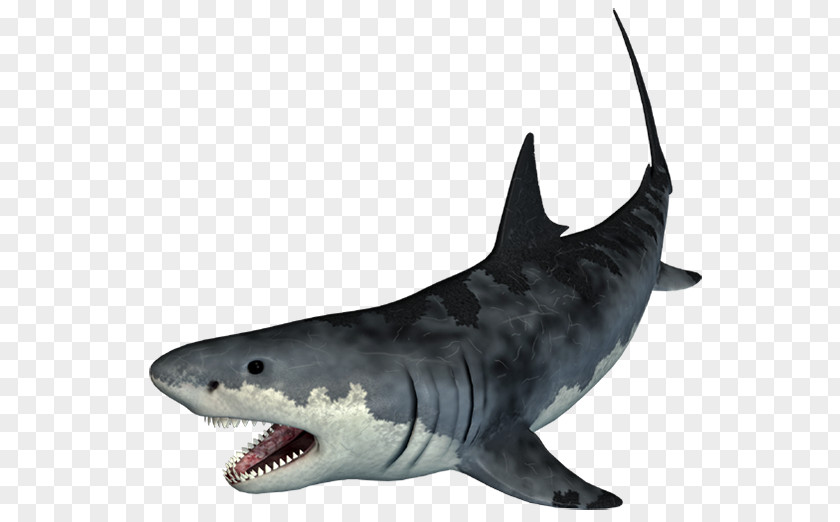 Shark Tiger Adobe Photoshop Cartilaginous Fishes PNG