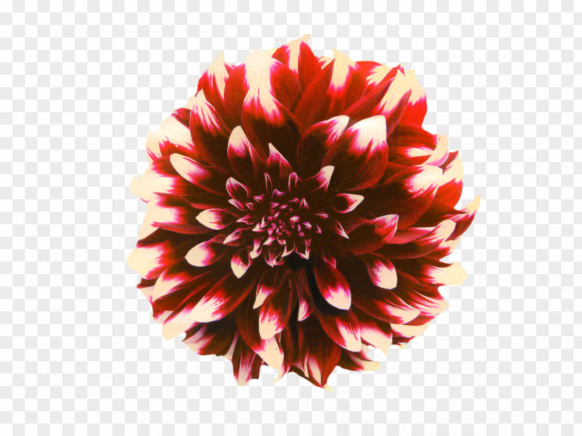 Artificial Flower Daisy Family Flowers Background PNG