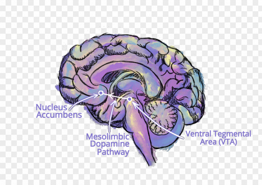 Brain Neurology Clinical Neuroscience Neurosurgery PNG