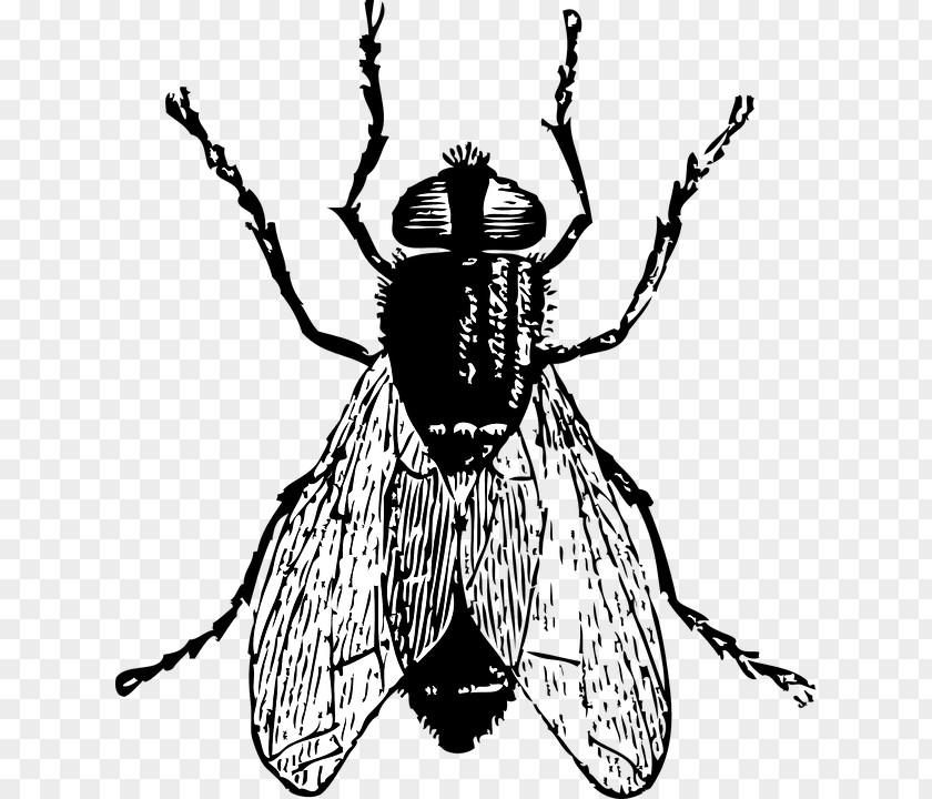 Bugsblackandwhite Fly Drawing Clip Art PNG