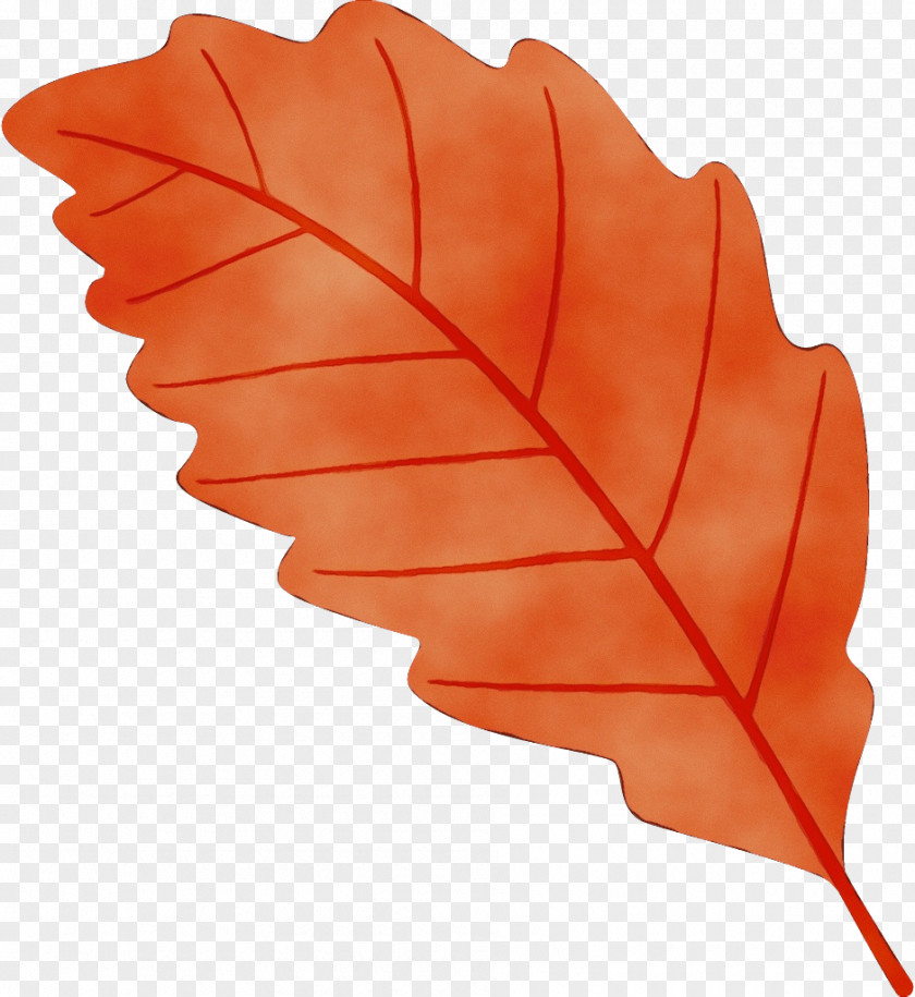 Flower Black Maple Leaf PNG