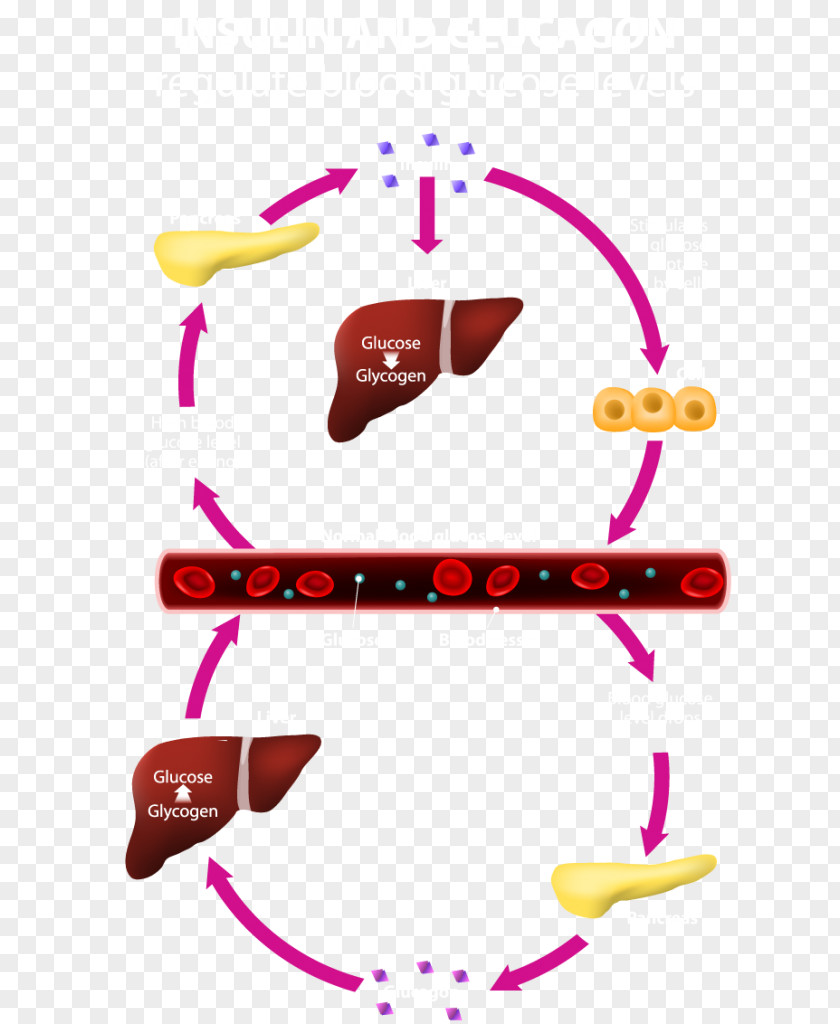 Glucagon Blood Sugar Pancreas Hormone Insulin PNG