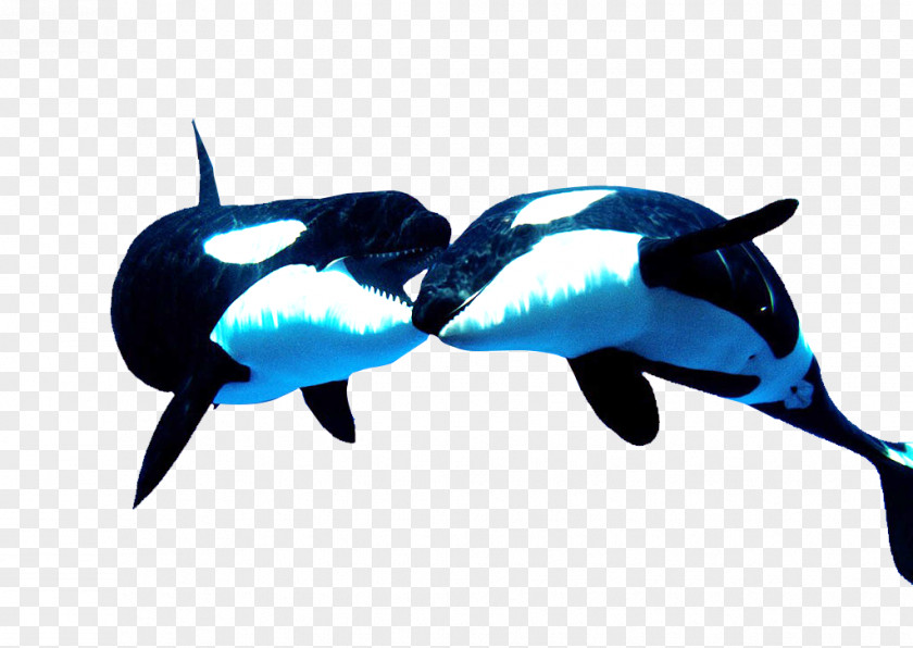 The Most Adorable Animal Tiger Whale Killer PNG