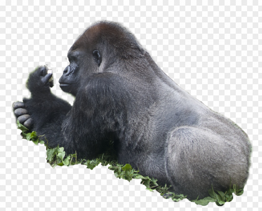 Western Gorilla Ape Rendering PNG