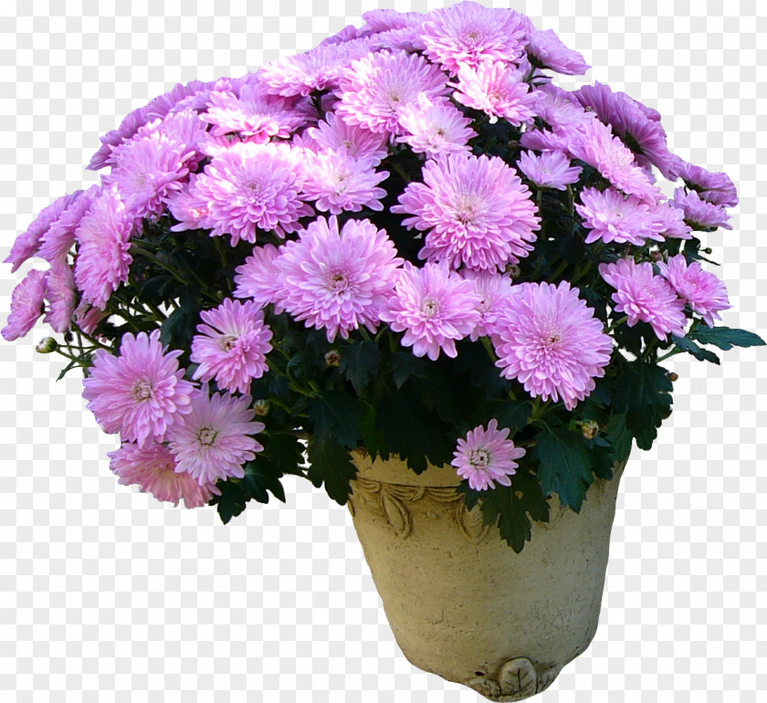 Chrysanthemum Flower Bouquet Holiday Daytime Woman PNG