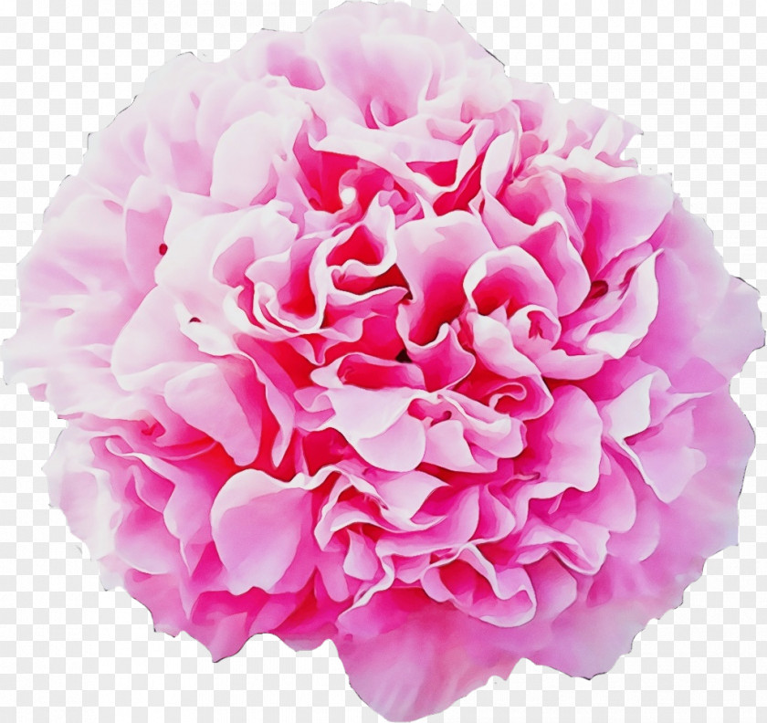 Garden Roses PNG