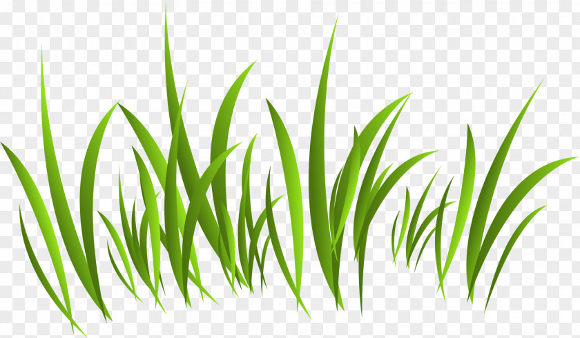 Green Grass Europe PNG