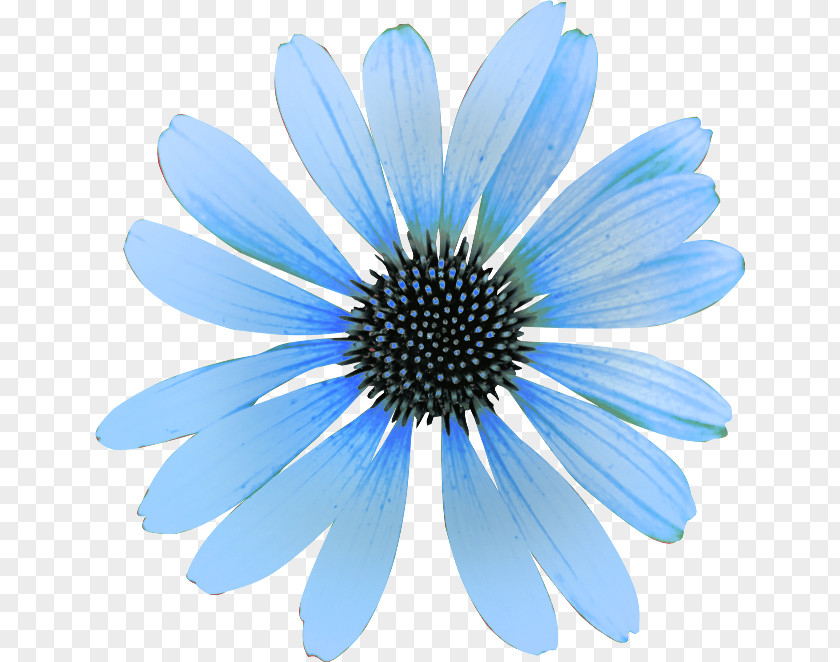 Flower Sky Blue Clip Art PNG