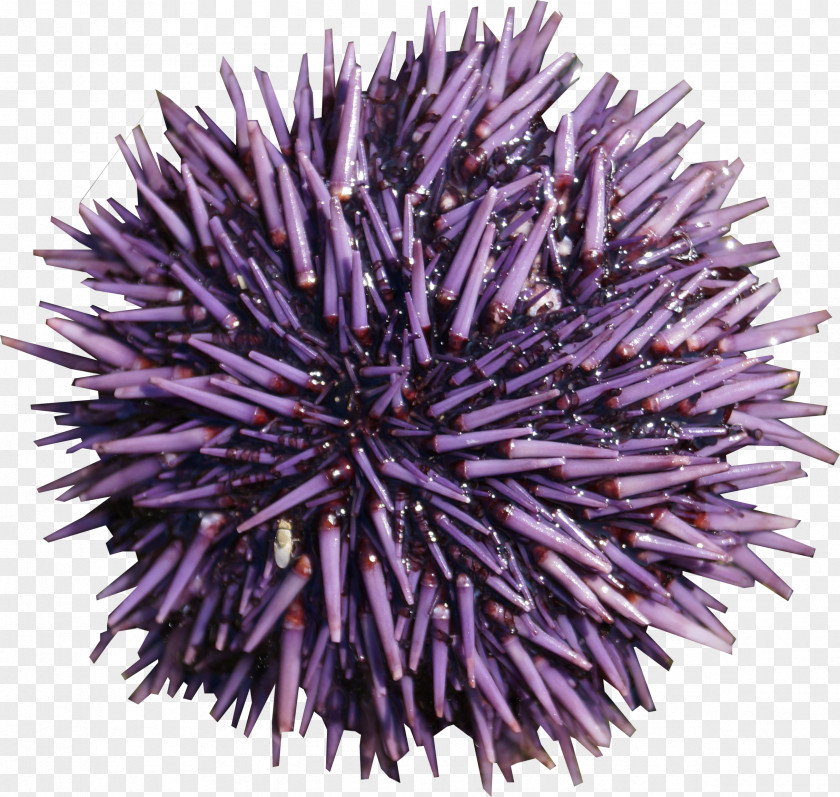 Purple Sea Urchin PNG