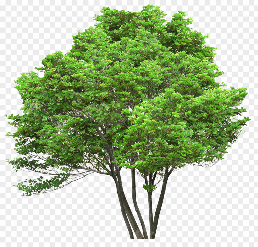 Bushes Tree Oak Pine Arecaceae Stock Photography PNG