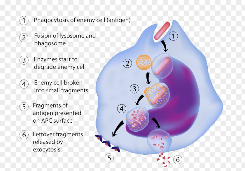 Cell Biology Antigen-presenting Antigen Presentation Macrophage Immune System PNG