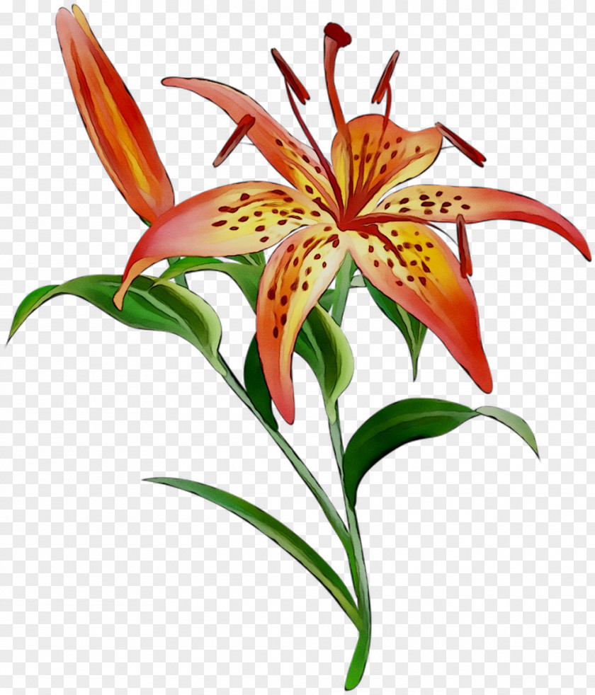 Flower Vector Graphics Image Illustration Orange Lily PNG