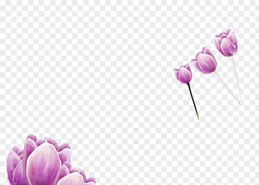 Free To Pull The Material Of Purple Tulips Tulip Download Wallpaper PNG