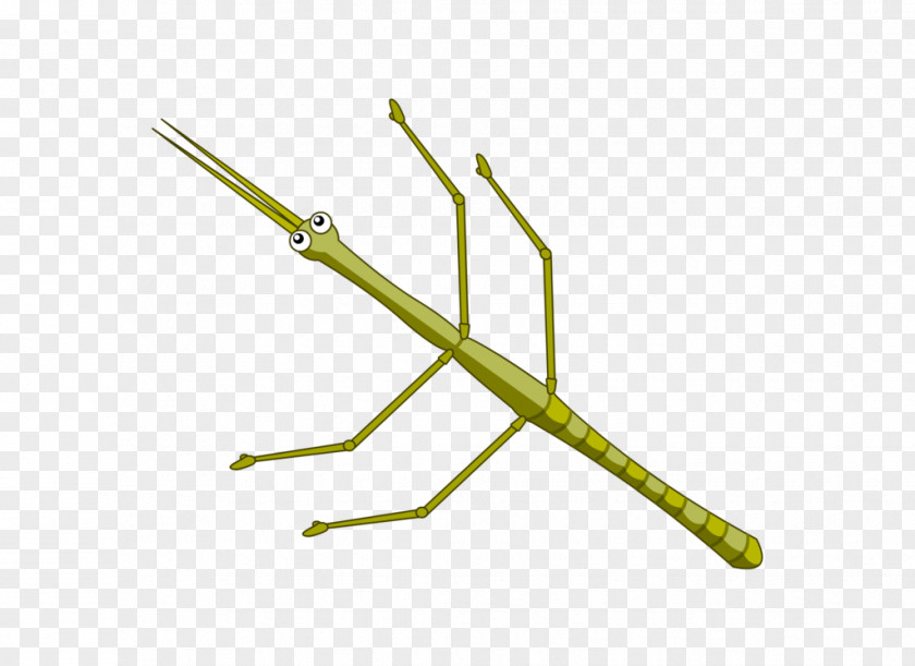 Insect Phasmids Cartoon Clip Art PNG