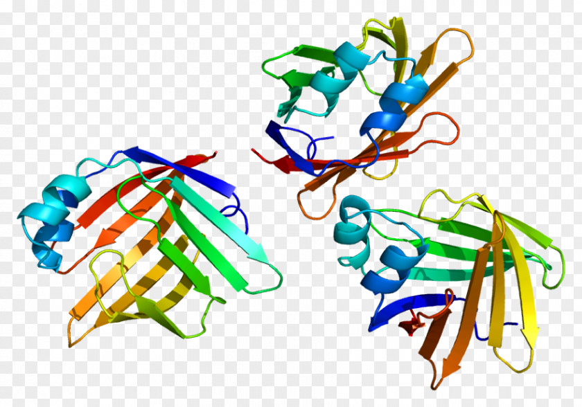 PMP2 Myelin Basic Protein Gene PNG