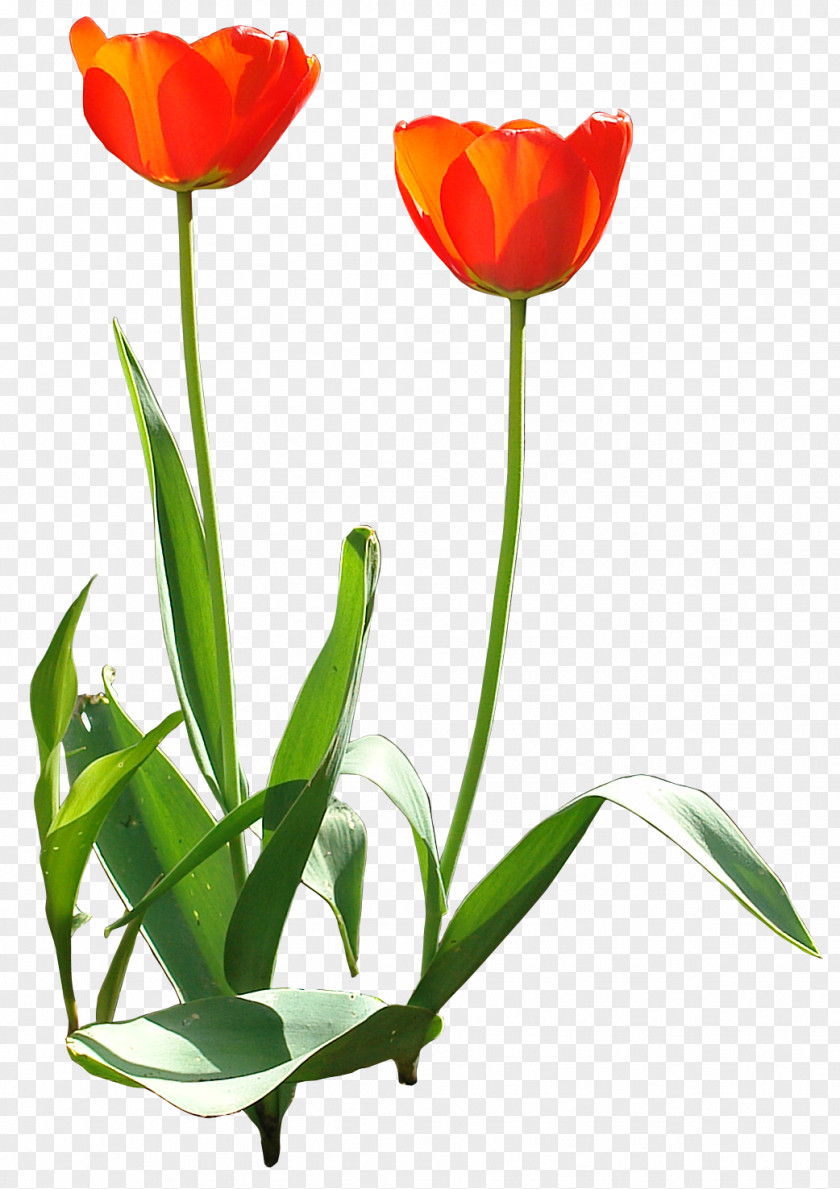 Tulip Flower Design Garden Adobe Photoshop PNG