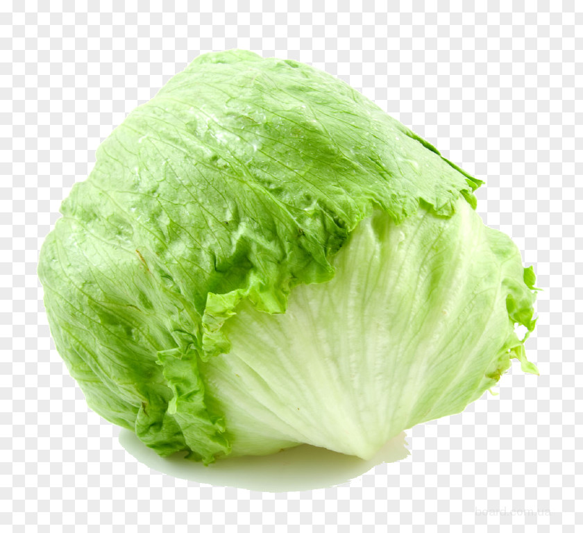 Vegetable Iceberg Lettuce Vegetarian Cuisine Butterhead Salad PNG