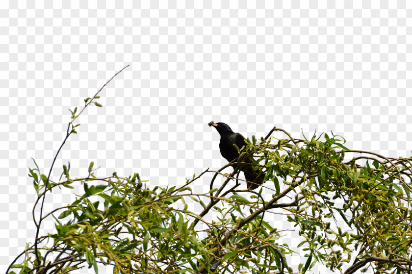 Bird Twig Lovebird Branch Beak PNG
