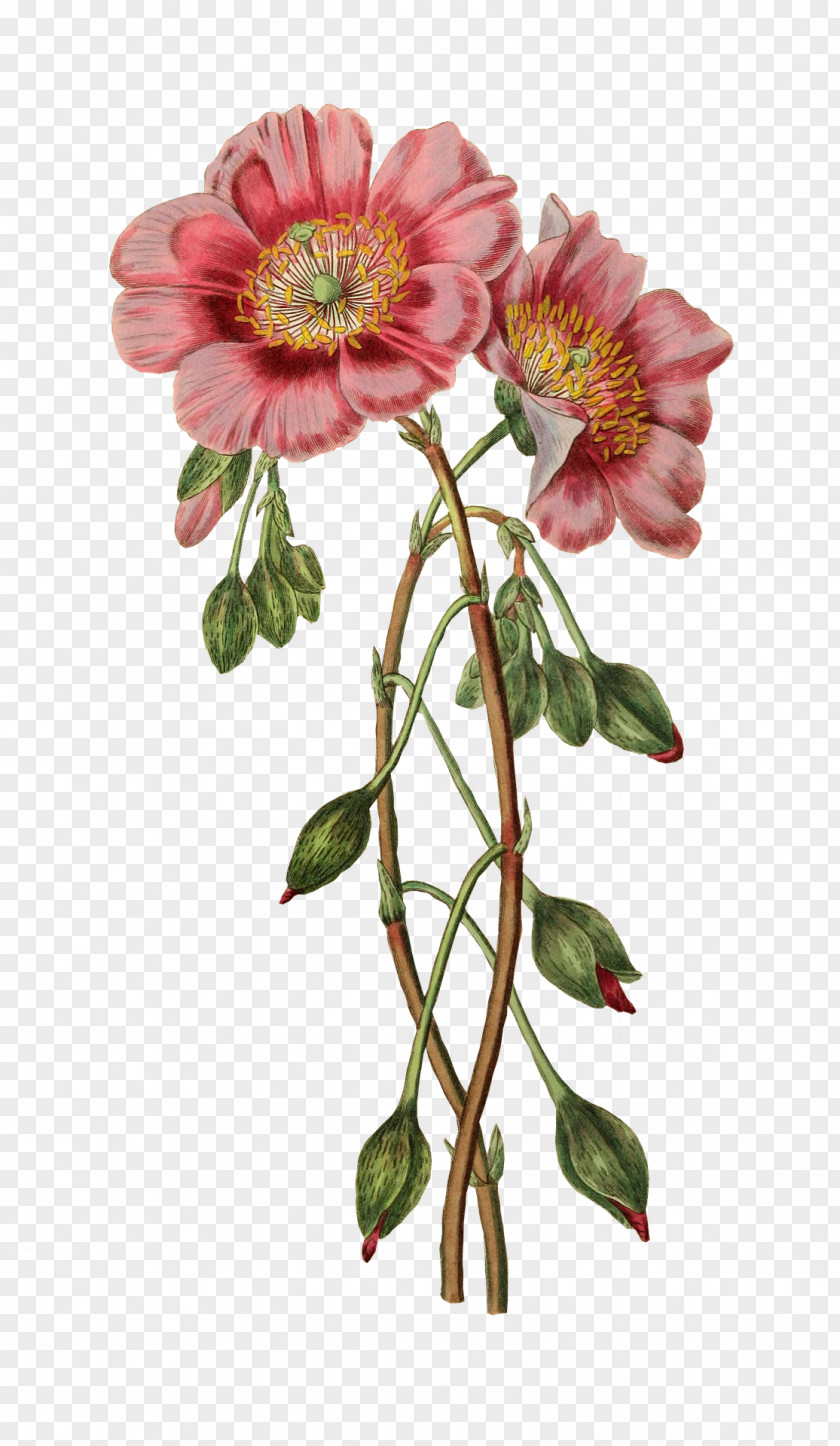 Flower L'Illustration Botanique Illustration Floral Design Botanical PNG