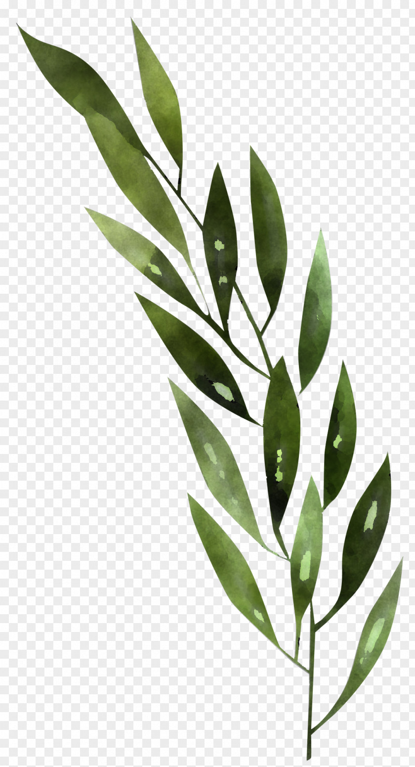 Leaf Plant Flower Tree Branch PNG