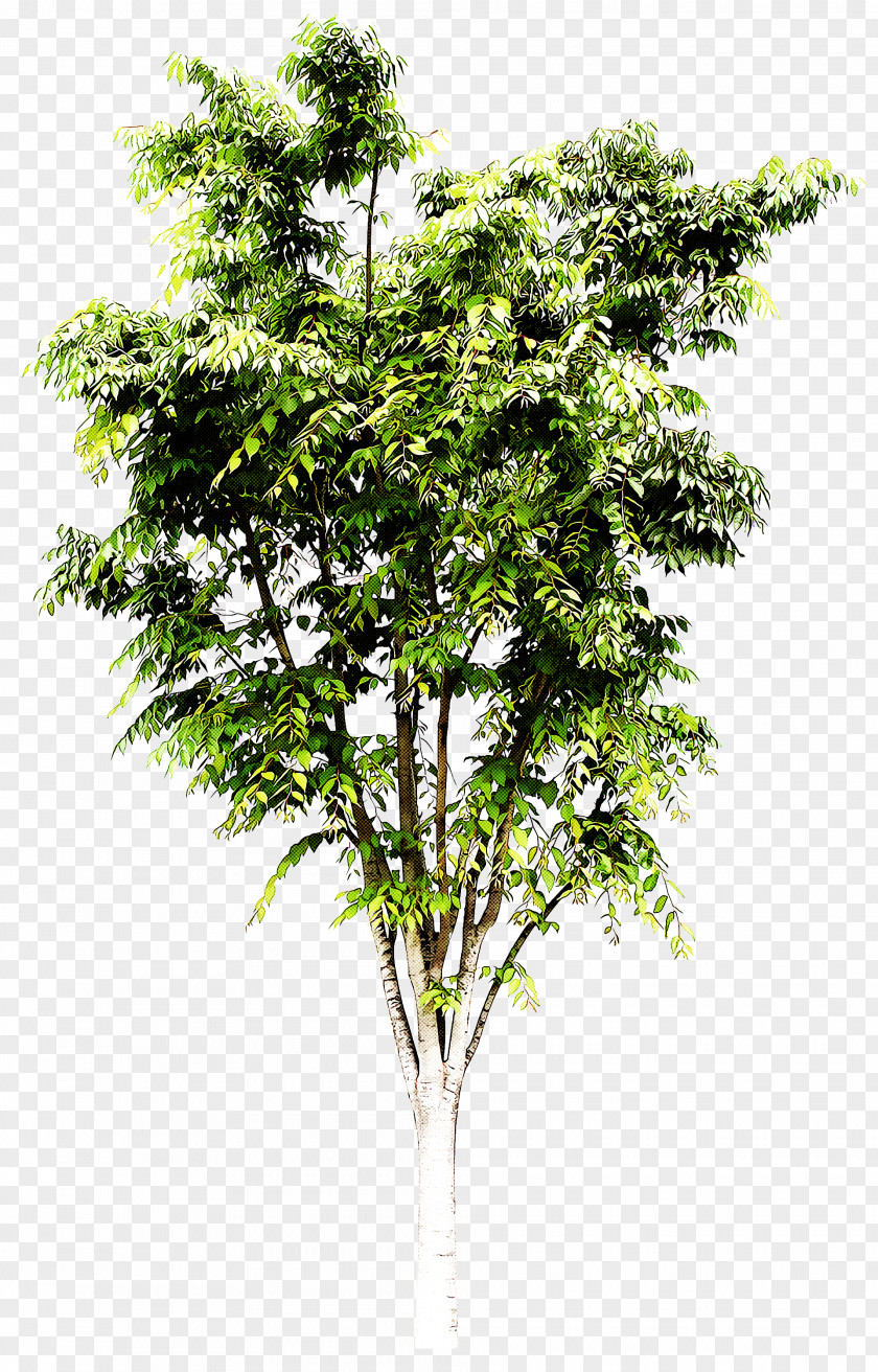 Tree Plant Woody Flower Leaf PNG