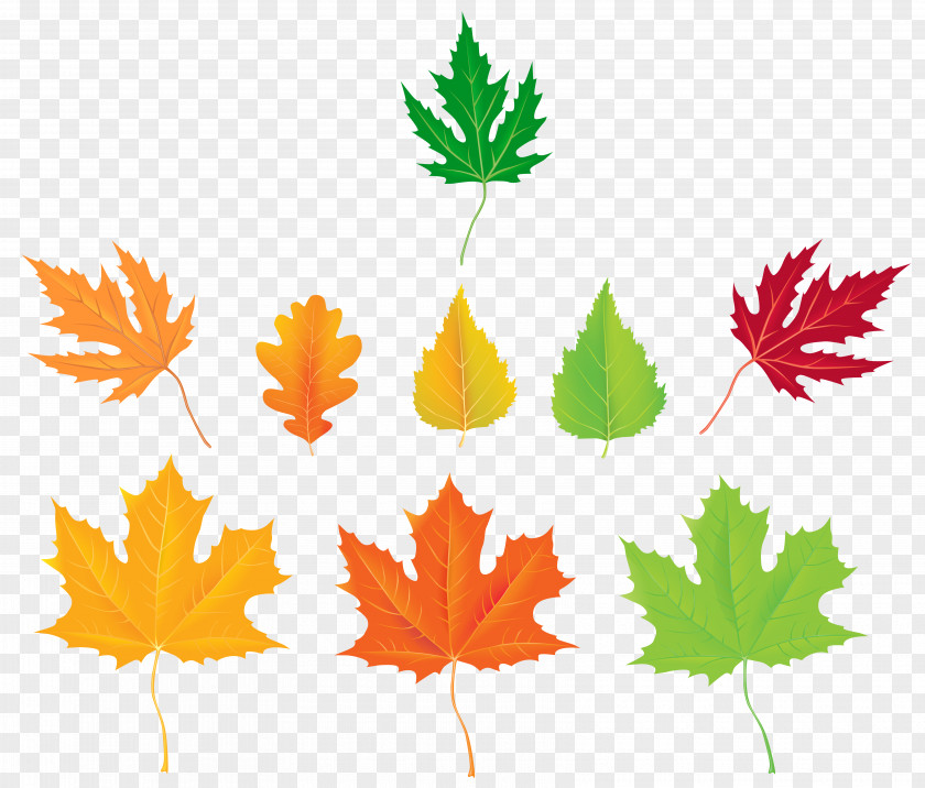 Autumn Leaves Collection Clipart Image Clip Art PNG