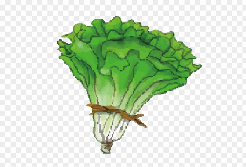 Cartoon Green Cabbage Leaf Vegetable Lettuce PNG