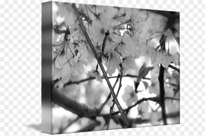 Cherry Blossom Black And White Cherries Photography PNG