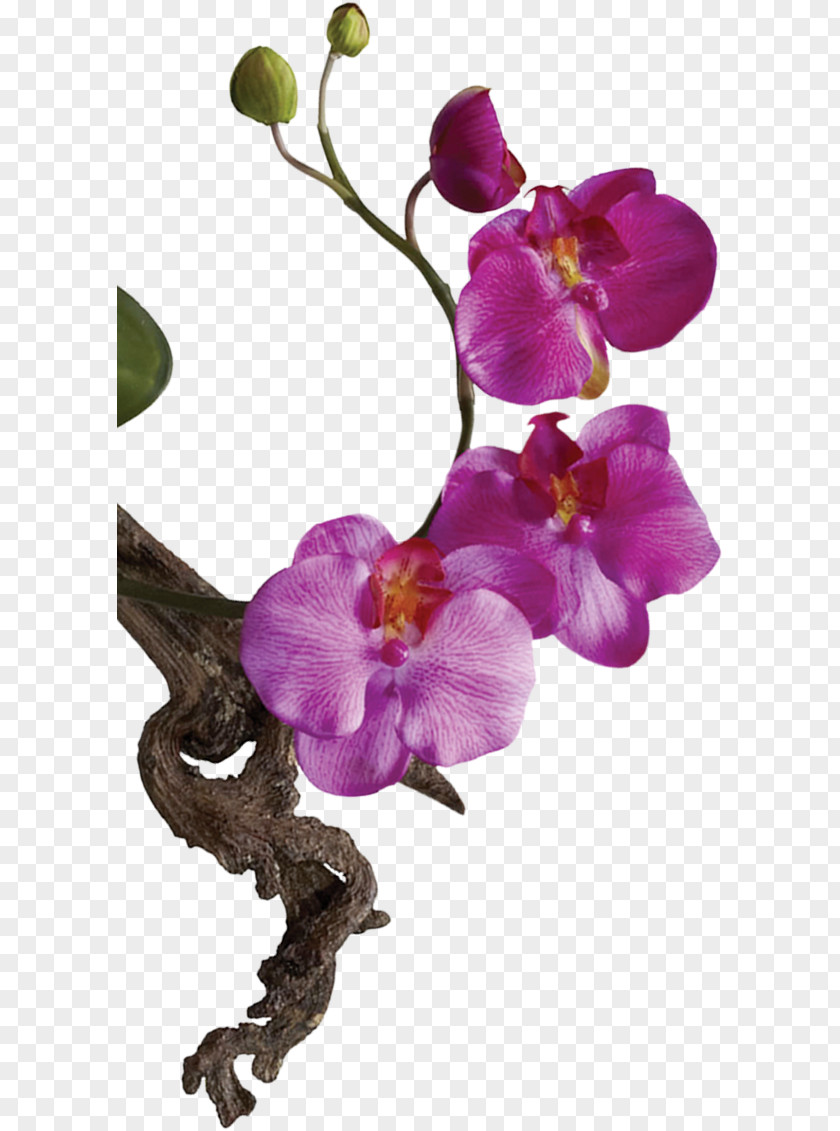 Flora Cut Flowers Moth Orchids Matsuflora Polyscias Fruticosa PNG