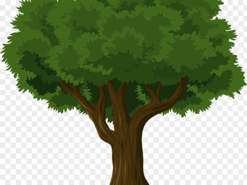 Tree Ives Concert Park Arborist Stump Grinder Pruning PNG