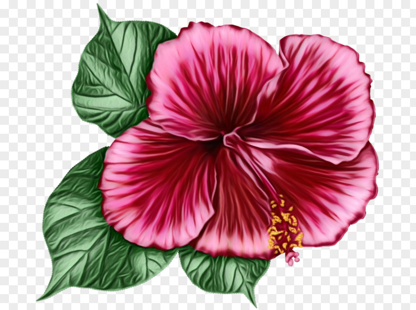 Tree Mallow China Rose Family Background PNG