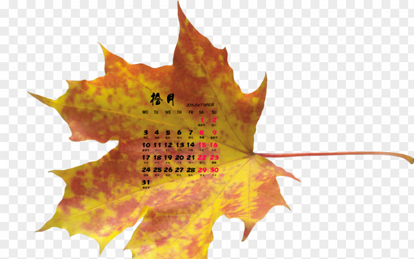 Autumn Leaves Maple Leaf Desktop Wallpaper PNG