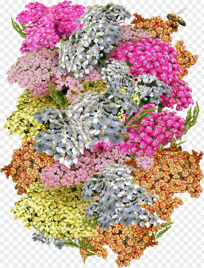 Fernleaf Yarrow Perennial Plants Floral Design Love-Lies-Bleeding Herb PNG