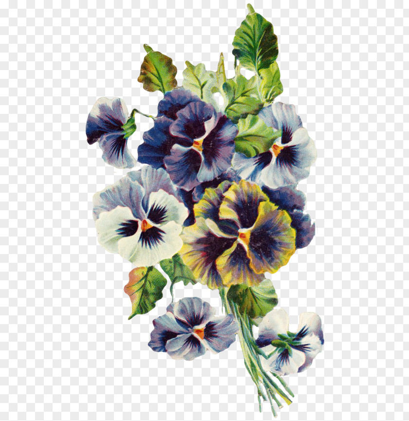 Pansy Violet Viola Mandshurica Watercolor Painting PNG