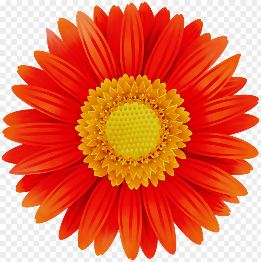 Perennial Plant Daisy Flowers Background PNG