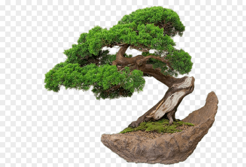 Tree Bonsai Ornamental Plant Weeping Fig Root PNG