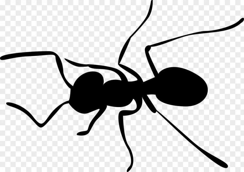 Clip Art Insect Cartoon Line Design M Group PNG