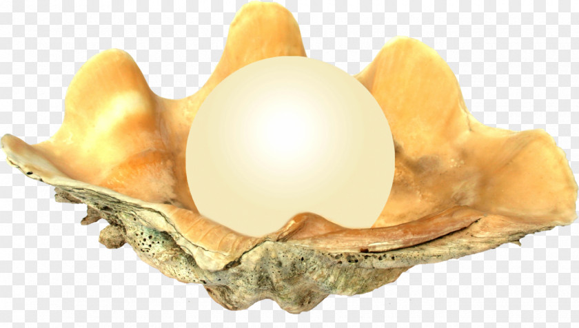 Food Egg White Cartoon PNG