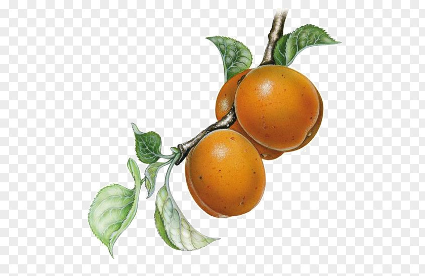 Grapefruit Clementine Rangpur Tangerine Bitter Orange PNG