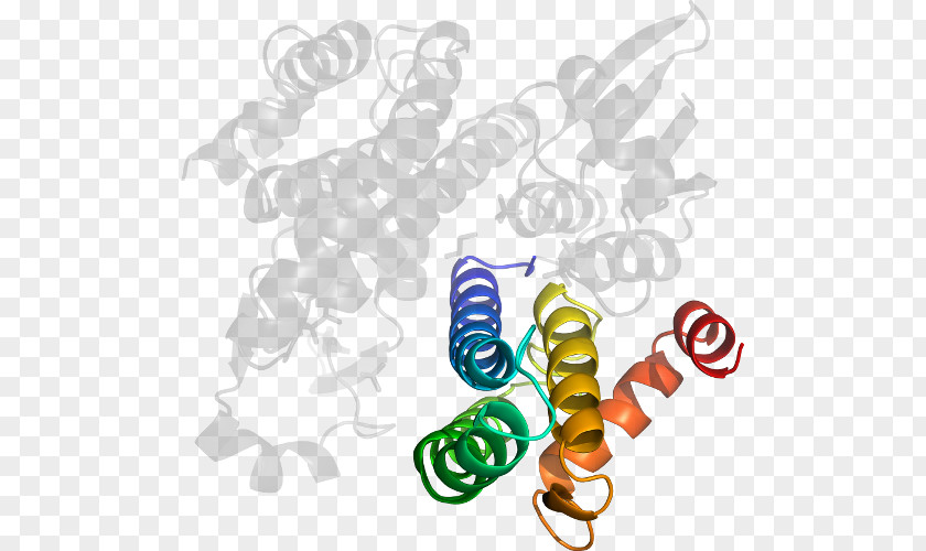 Line Body Jewellery Organism Clip Art PNG