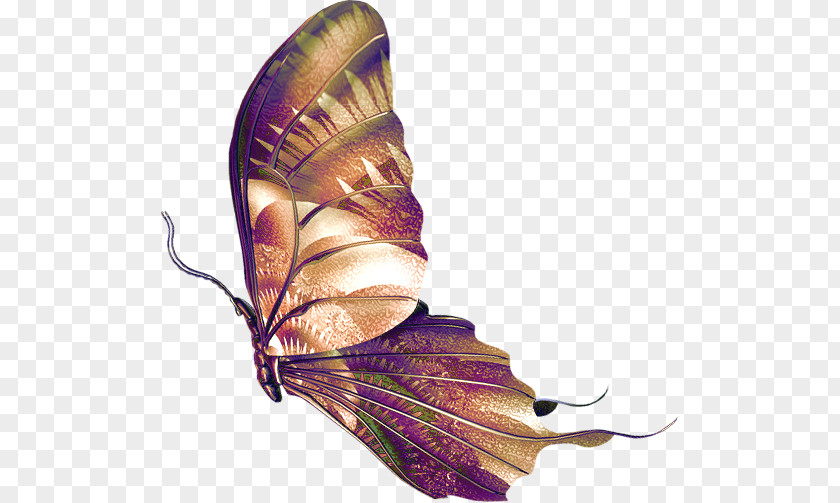 Butterfly PNG