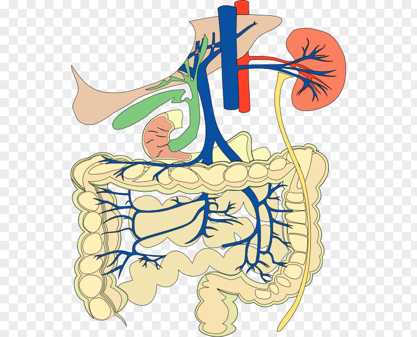 Digestive System Gastrointestinal Tract Human Circulatory Body Clip Art PNG