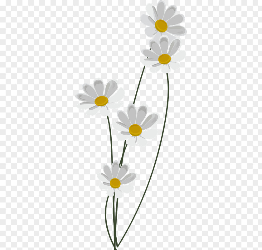 FLOR BLANCA Common Daisy Oxeye Floral Design Roman Chamomile PNG