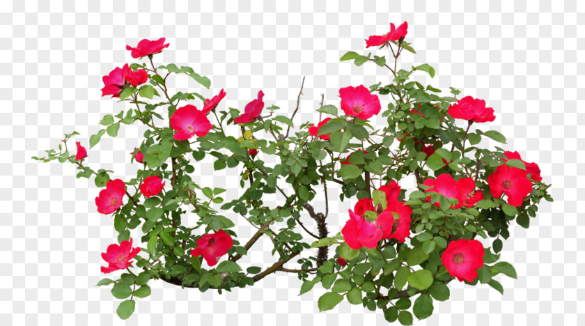 Flowers And Plants Flowering Plant Psd Petal Garden Roses PNG