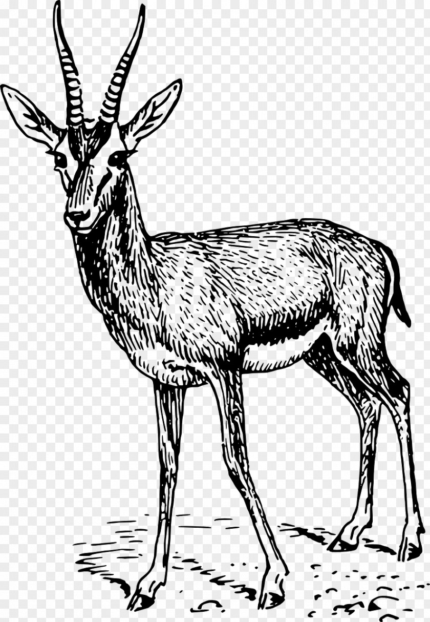 Gazelle Springbok Impala Clip Art PNG